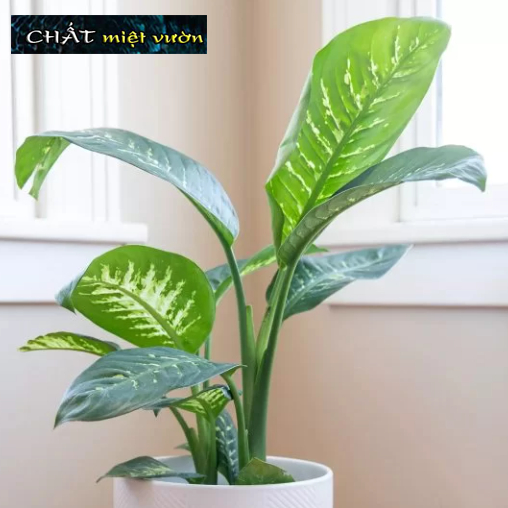 Môn trường sinh đốm siêu đẹp - Cây Vạn Niên Thanh