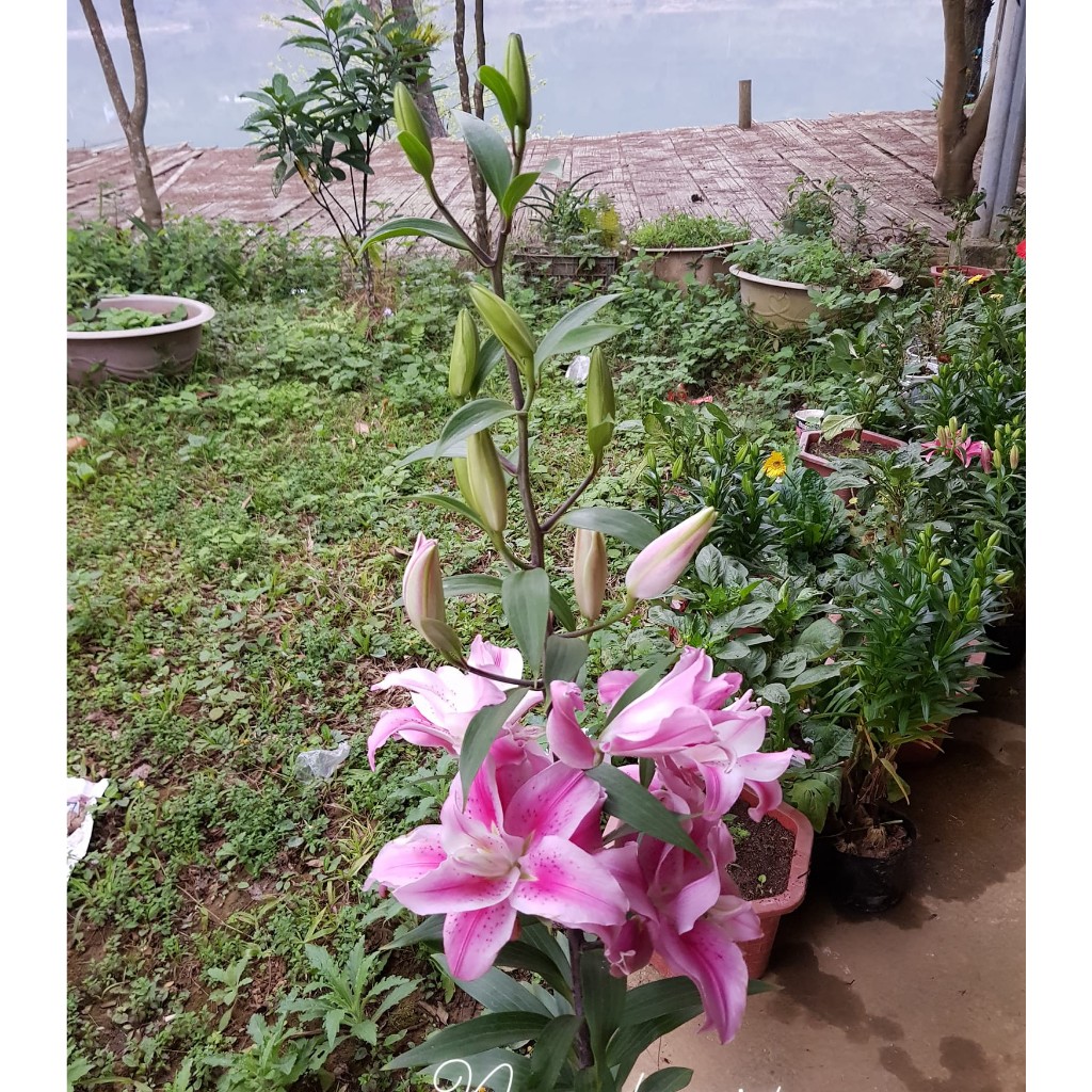 Củ ly kép, ly cao size 20/22 Hà Lạn thơm củ khổng lồ đủ màu
