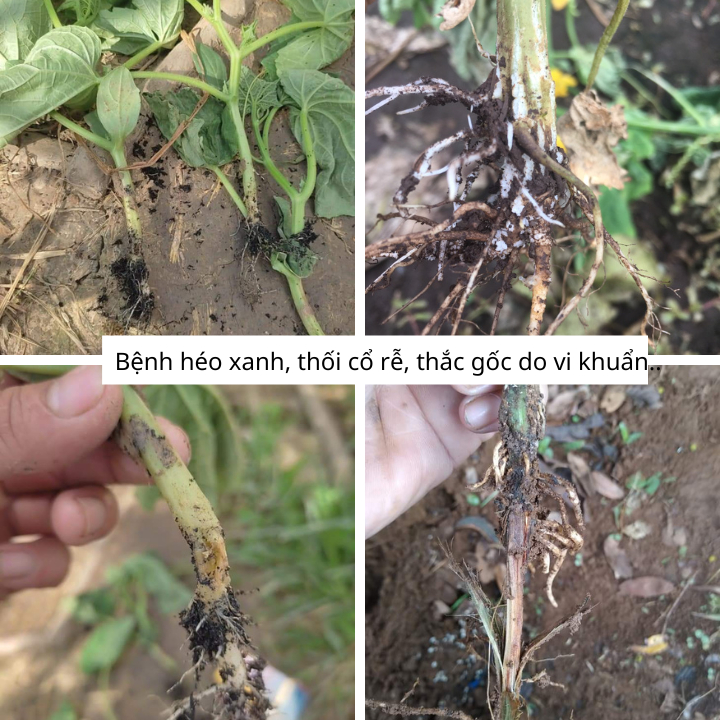 PSEUDOMONAS Chế Phẩm Trừ Bệnh Héo Xanh, Vàng Lá,Thối Thân Xì Mủ