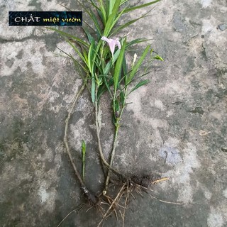 Cây Chiều Tím siêu đẹp (cây giống cao 20-30cm)