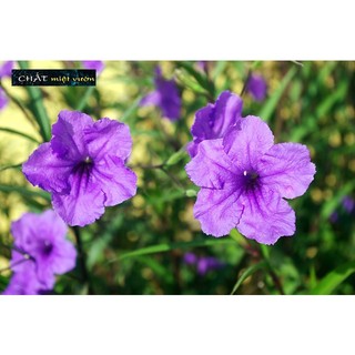Cây Chiều Tím siêu đẹp (cây giống cao 20-30cm)