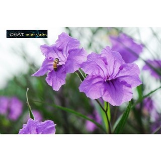 Cây Chiều Tím siêu đẹp (cây giống cao 20-30cm)