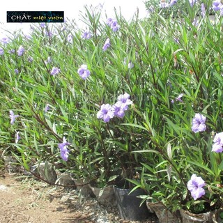 Cây Chiều Tím siêu đẹp