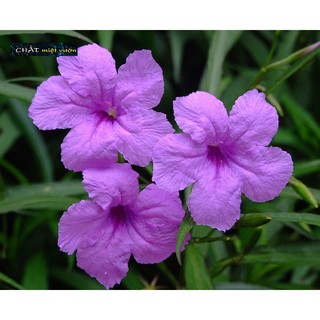 Cây Chiều Tím siêu đẹp (cây giống cao 20-30cm)