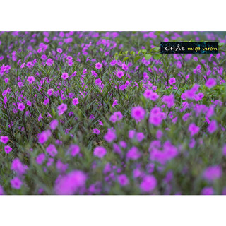 Cây Chiều Tím siêu đẹp (cây giống cao 20-30cm)