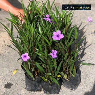 Cây Chiều Tím siêu đẹp (cây giống cao 20-30cm)