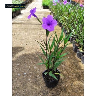 Cây Chiều Tím siêu đẹp (cây giống cao 20-30cm)