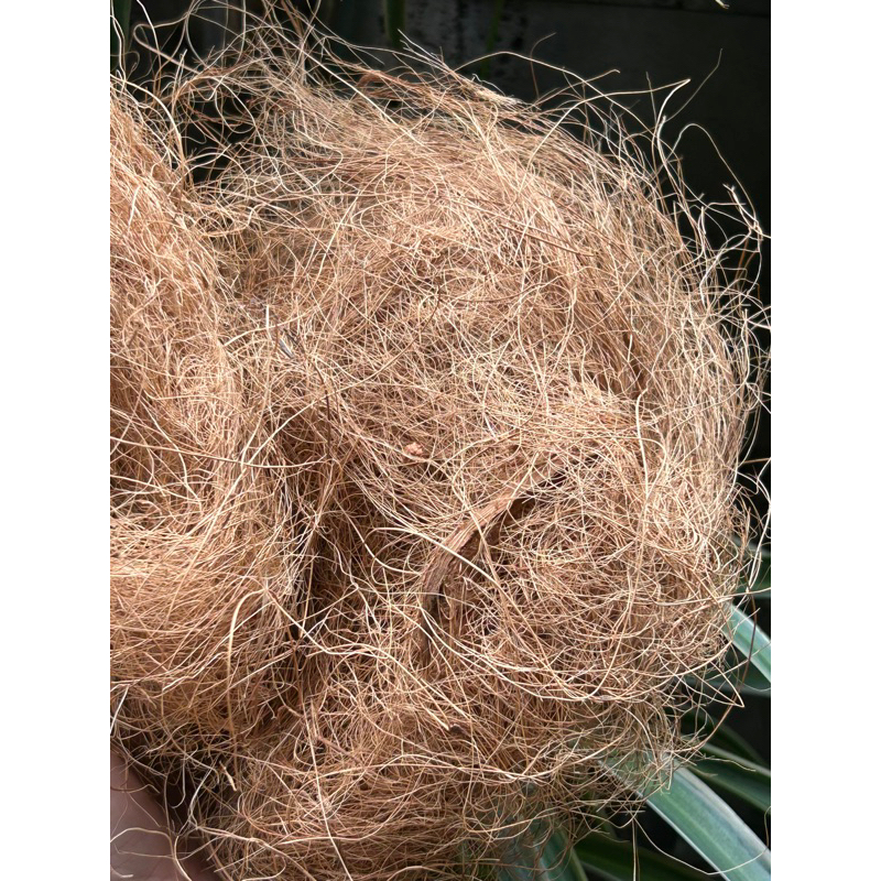 TRE BÀO/ SỢI ĐAY / SƠ DỪA/ MÙN GỖ THÔNG LÓT Ổ, GIỮ ẤM CHO CHIM YẾN HÓT, THẠCH YẾN, FINCH, CHÀO MÀO, VẸT,... 200g/ 300g