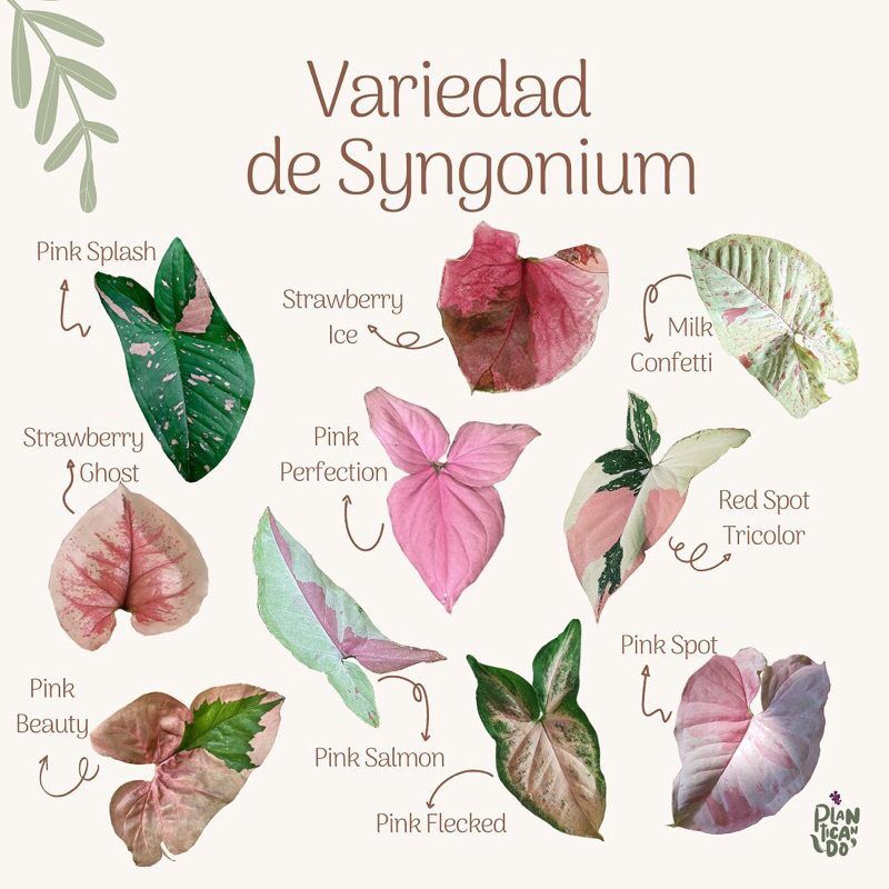 Cây Trầu Bà hồng xinh đẹp