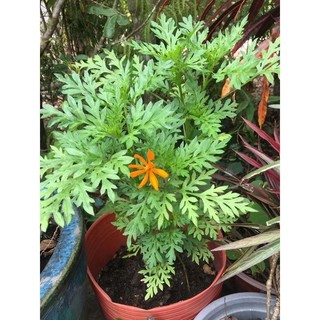 Cây giống hoa sao nhái, cây thọ nhái