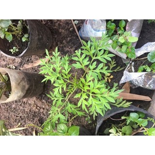 Hoa sao nhái cây giống màu cam