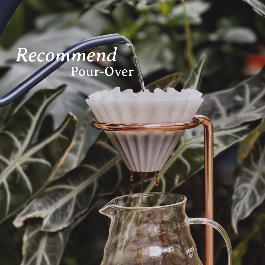 Cà Phê Đặc Sản - Red Rose - Intenso Coffee Roasters