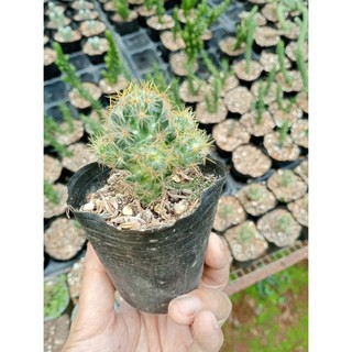 Xương rồng bầu Mami lông vàng, trồng vùng nóng