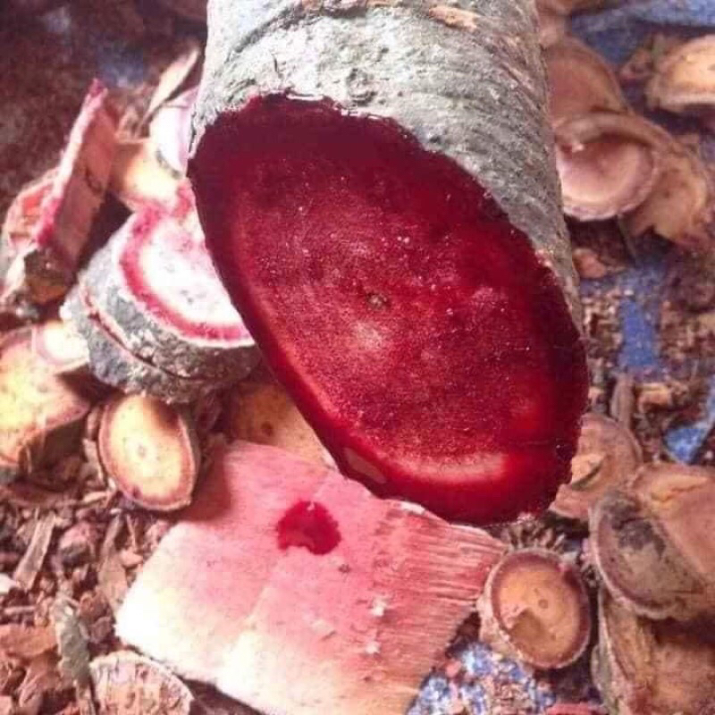 1kg cây cỏ máu