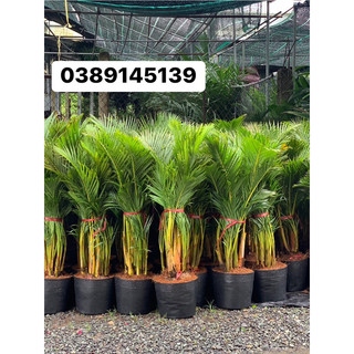 Cau vàng đài loan cao 70cm