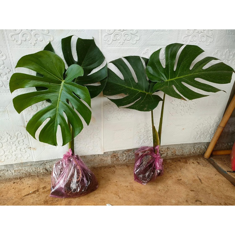 Trầu Bà Nam Mỹ  - Monstera Deliciosa