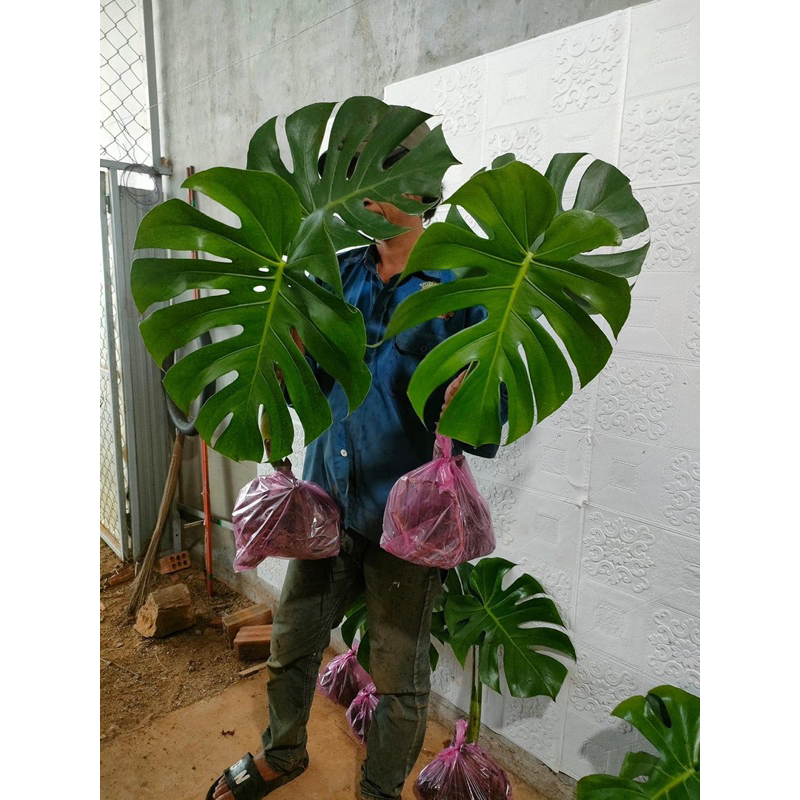Trầu Bà Nam Mỹ  - Monstera Deliciosa