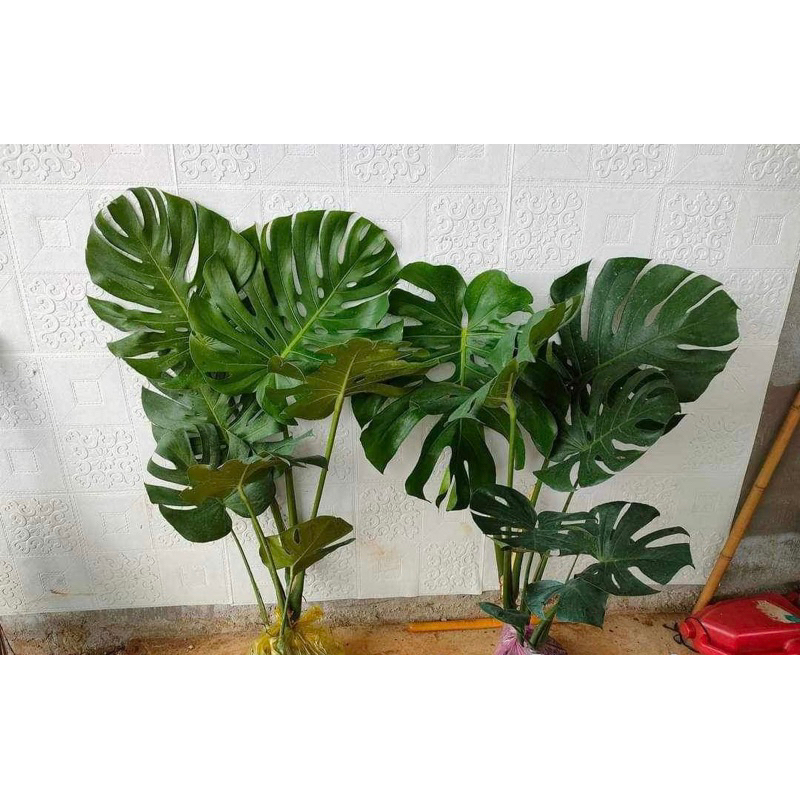 Trầu Bà Nam Mỹ  - Monstera Deliciosa