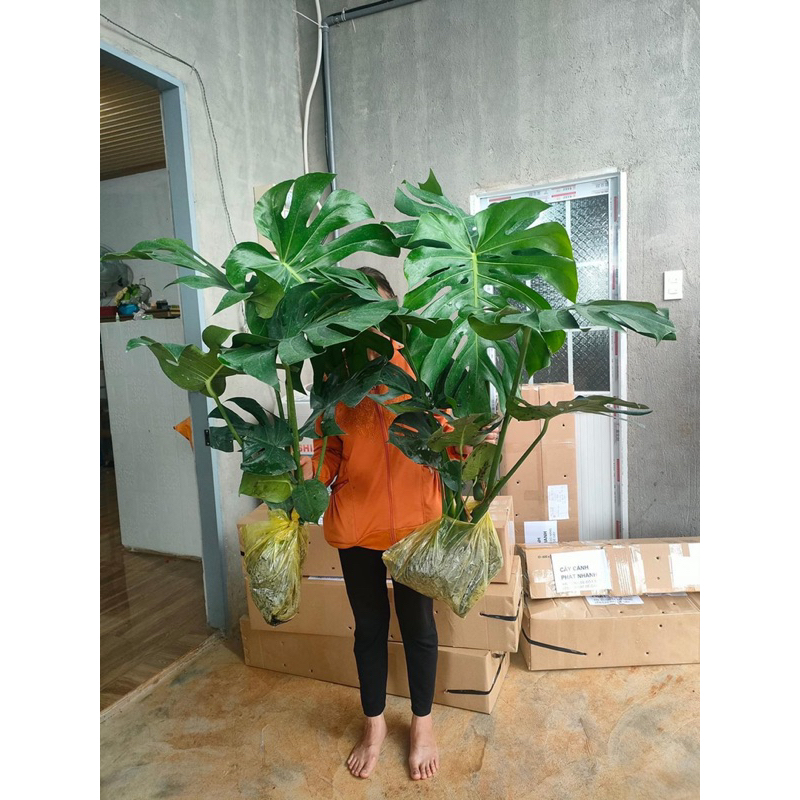 Trầu Bà Nam Mỹ  - Monstera Deliciosa