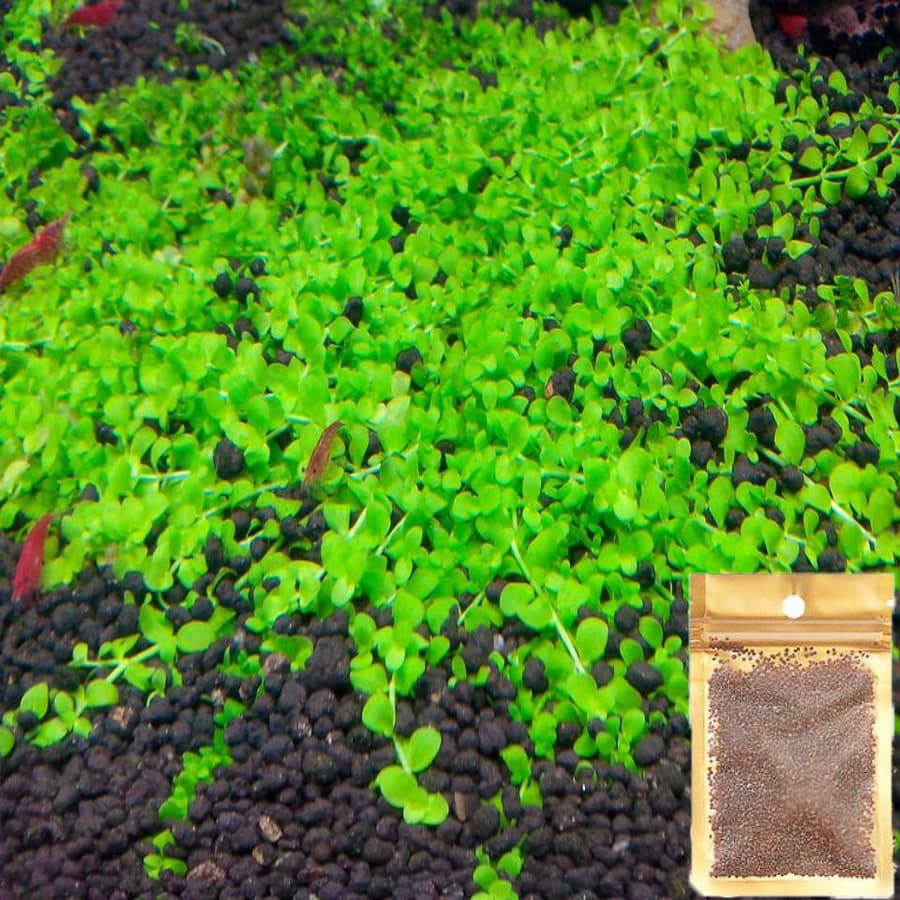 Hạt Giống Cây Thủy Sinh