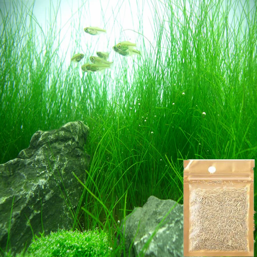 Hạt Giống Cây Thủy Sinh