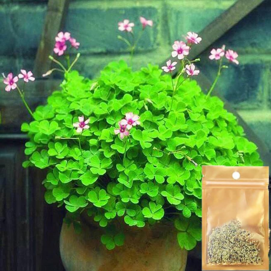 Hạt Giống Cây Thủy Sinh