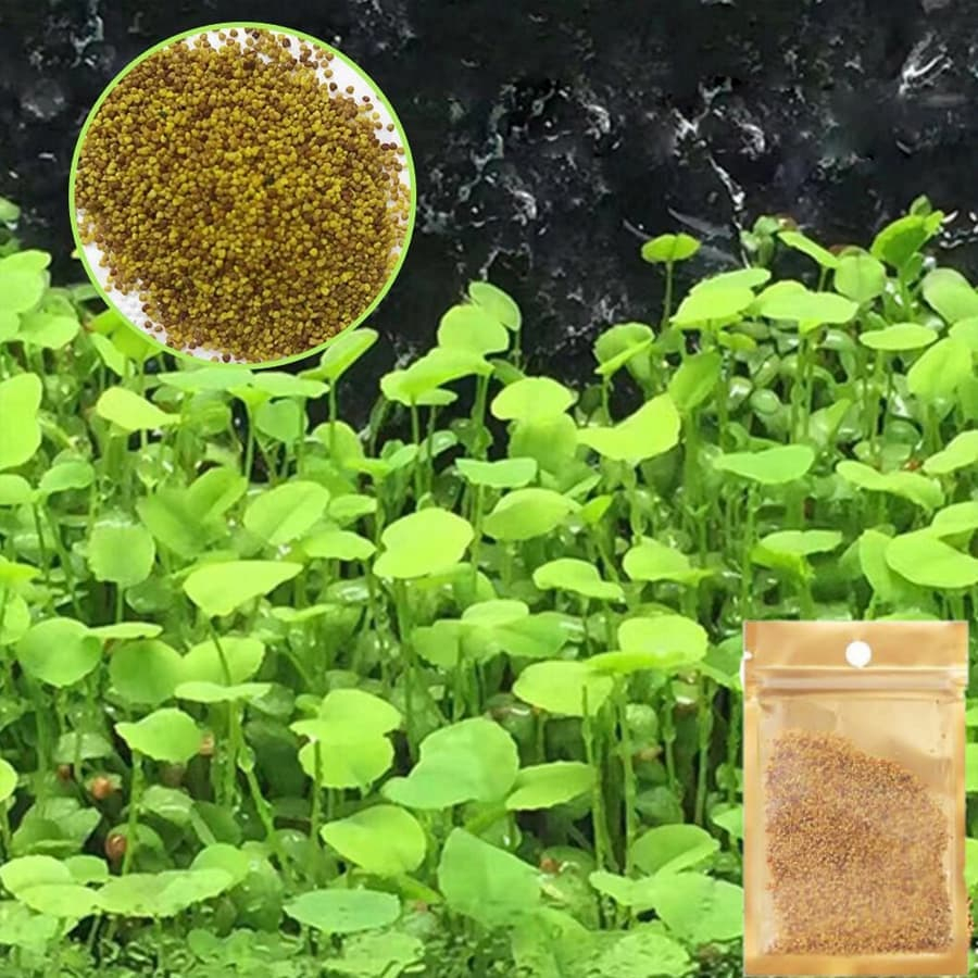 Hạt Giống Cây Thủy Sinh