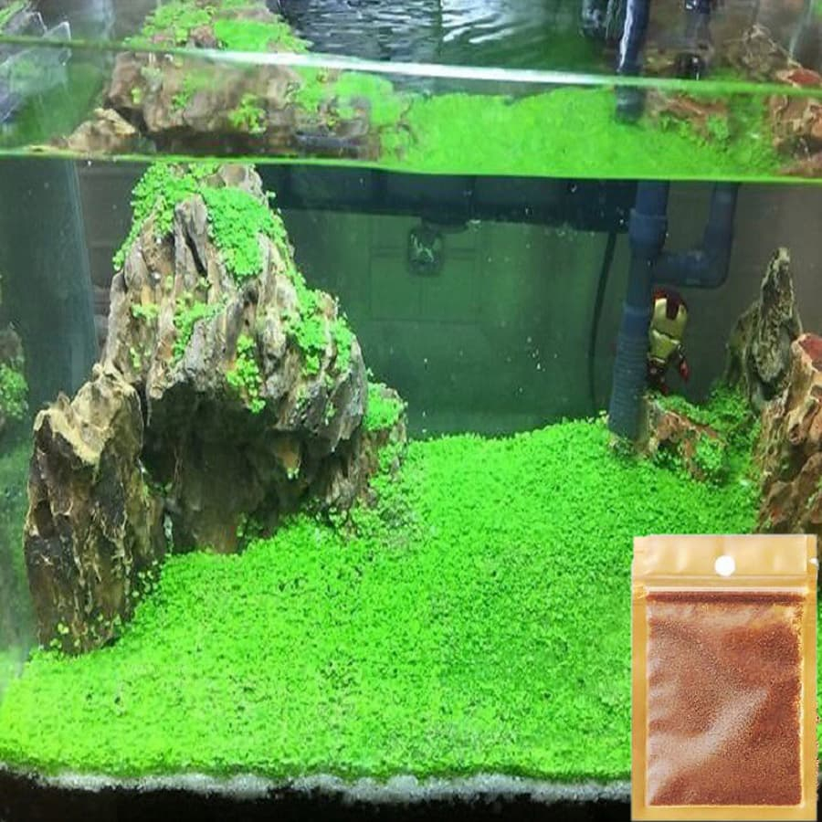 Hạt Giống Cây Thủy Sinh