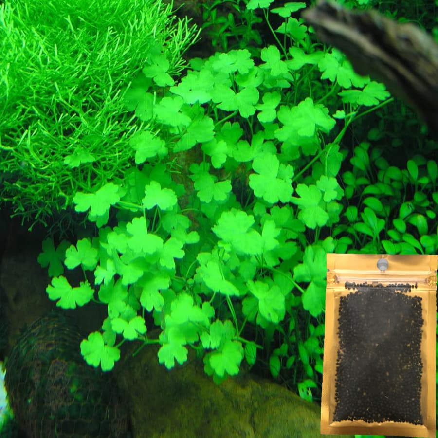 Hạt Giống Cây Thủy Sinh