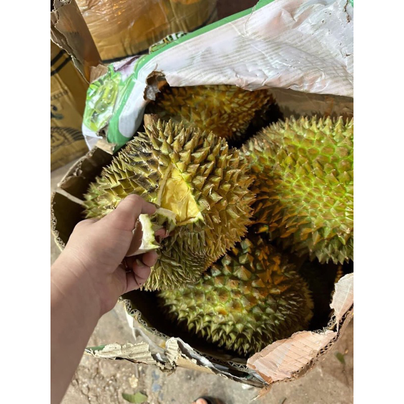 Sầu Thái MonThong