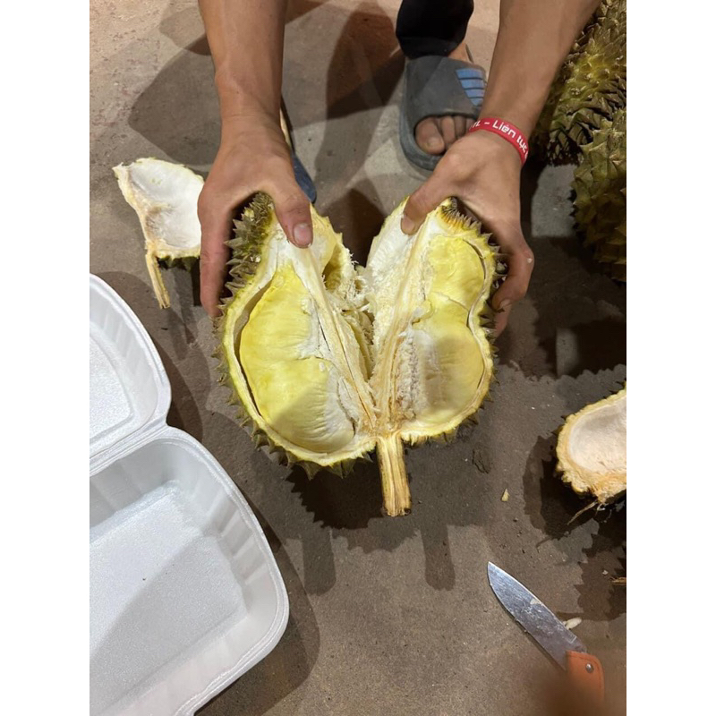 Sầu Thái MonThong