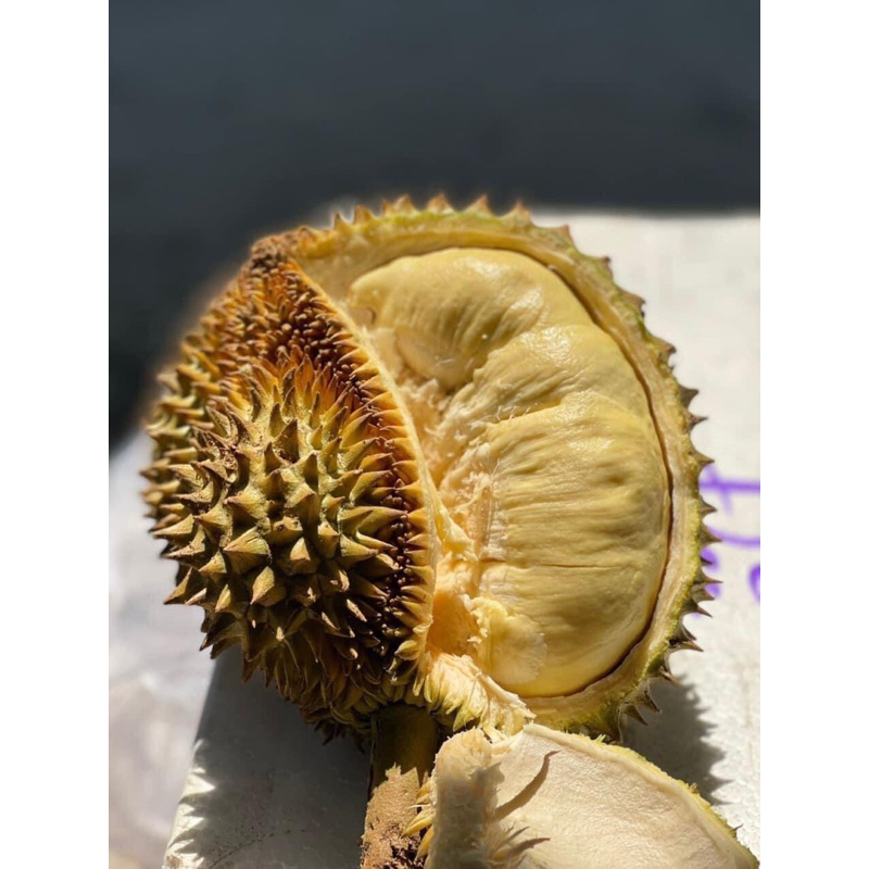 Sầu Thái MonThong