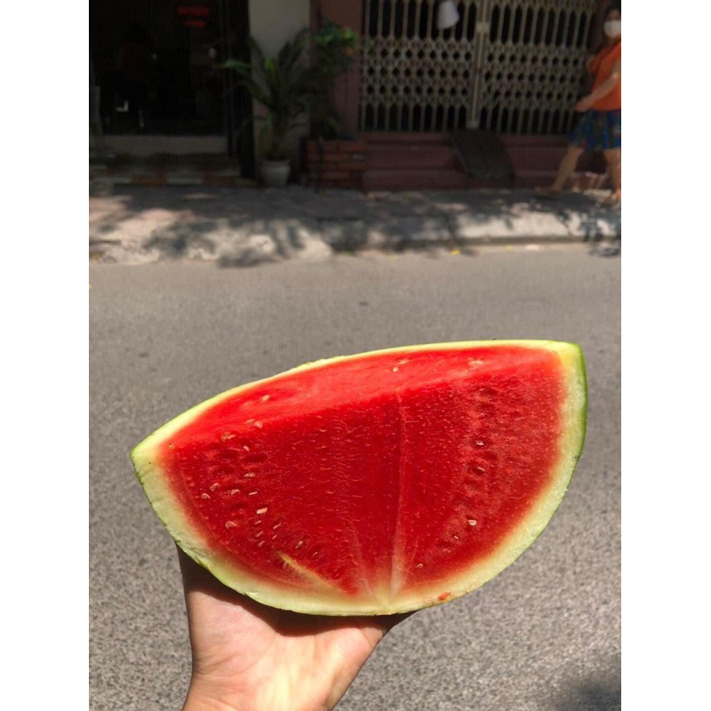 Dưa hấu không hạt