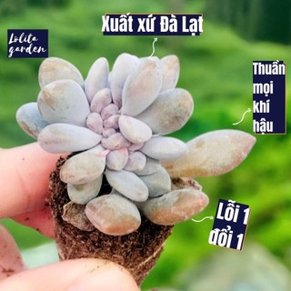 Sen đá giọt lệ crest Đà Lạt size mini cây cảnh trang trí nhà cửa Lolita garden