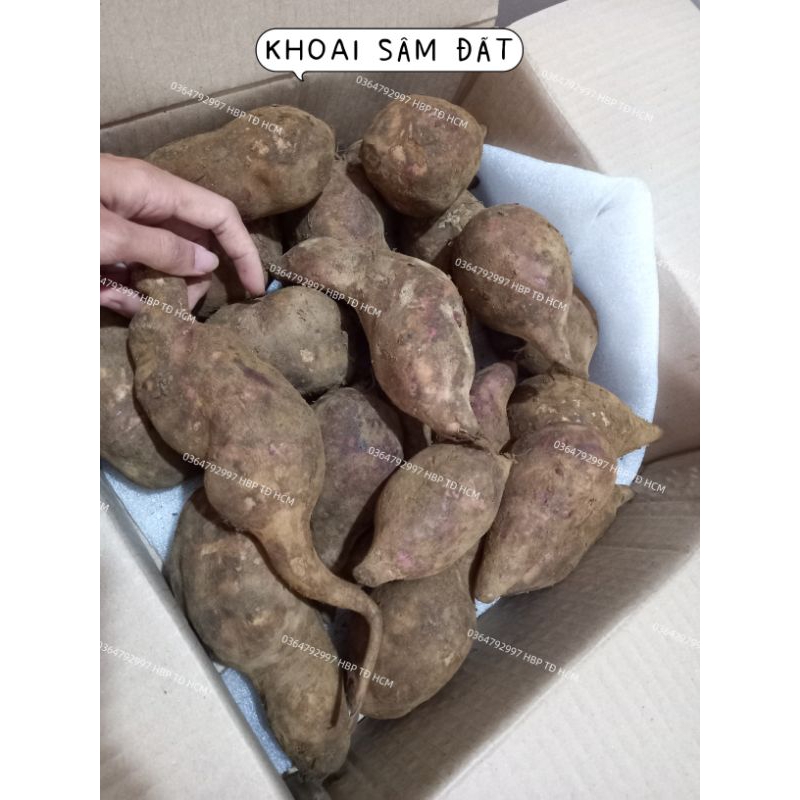 COMBO 4KG KHOAI SÂM ĐẤT VIỆT NAM