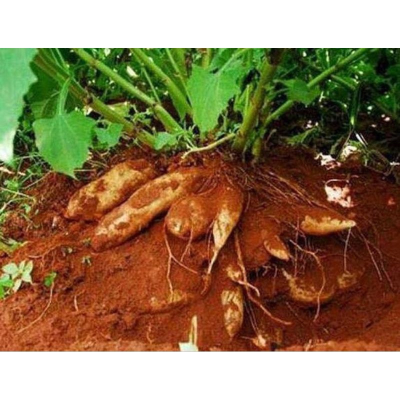 5 củ giống sâm đất dễ trồng đã nhú mầm