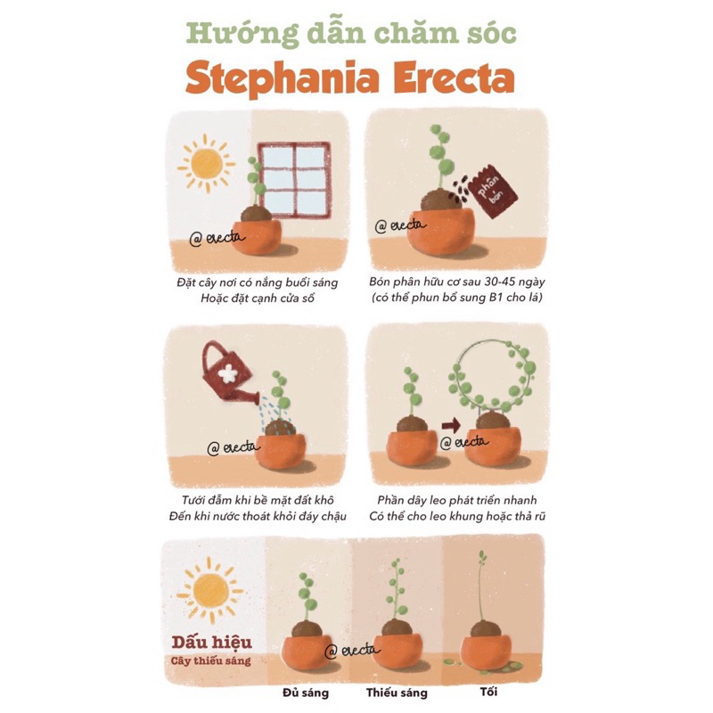 Củ bình vôi chuẩn Thái  | Stephania Erecta nhập trực tiếp Thái Lan