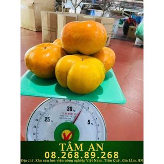 Cây Hồng Giòn FUJI Nhật Bản Không Hạt siêu trái kinh tế