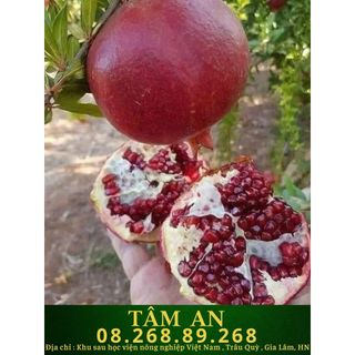 Cây lựu đỏ Ấn Độ - Giống lựu siêu đỏ siêu trái to ( Không phải Lựu Vàng )