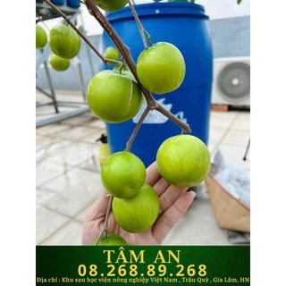 Cây táo Thái KO CÓ GAI - Ghép F1 6 Tháng có trái