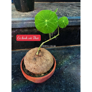 size 7-8cm Củ Bình Vôi Thái