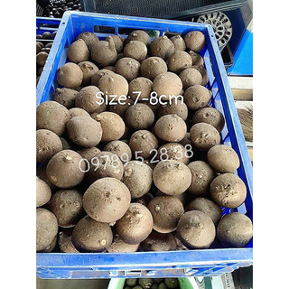 size 7-8cm Củ Bình Vôi Thái