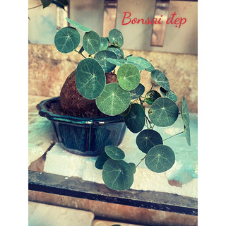 size 7-8cm Củ Bình Vôi Thái