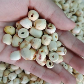 HẠT SEN HUẾ SẤY KHÔ 300gr/500gr (hình thật)
