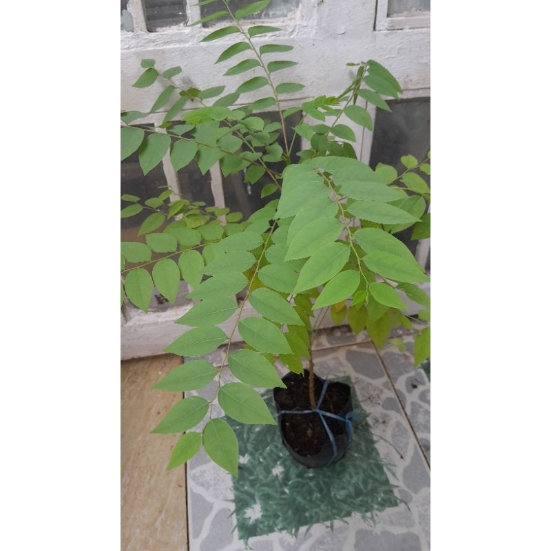 cây chùm ruột, chỉ giao hỏa tốc Hcm