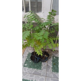 cây chùm ruột, chỉ giao hỏa tốc Hcm