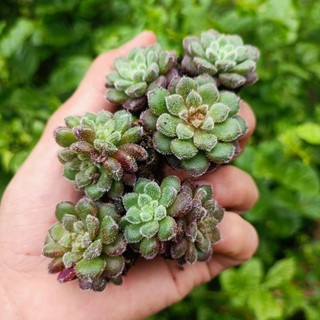 Sale++ sen đá nhung lông mới lạ.