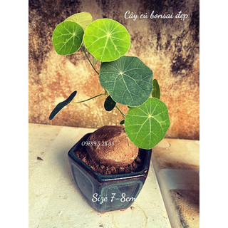 size 7-8cm Củ Bình Vôi Thái