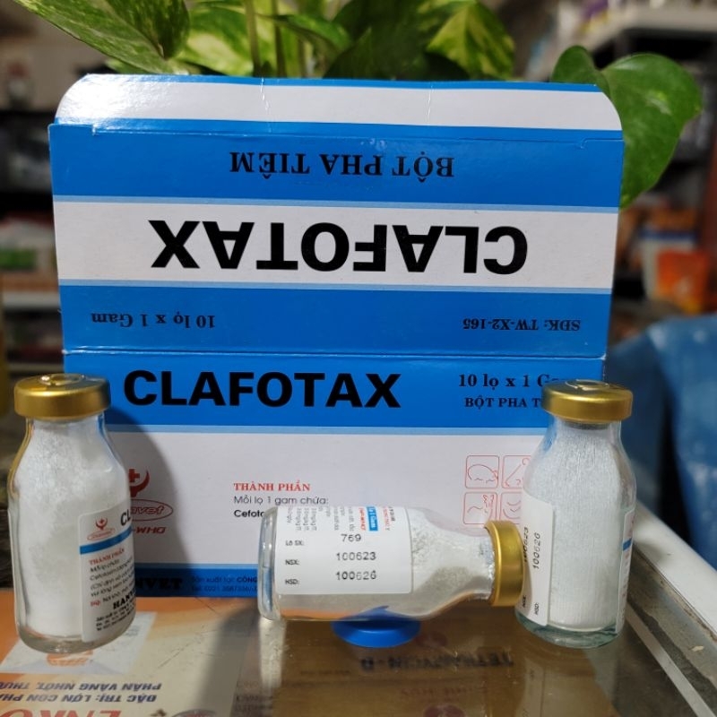 Lọ bột Clafotax 1g chuyên ecoli, thương hàn, bại huyết, khớp, móng, mụn nhọt, viêm da, hội chứng mma ở thú cưng