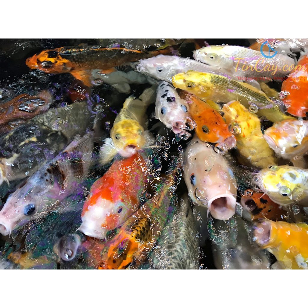 Cám cá koi KIBAKOI  5kg, Thức ăn cho cá Koi tăng trưởng và tăng màu giúp cá phát triển body, lên màu đẹp